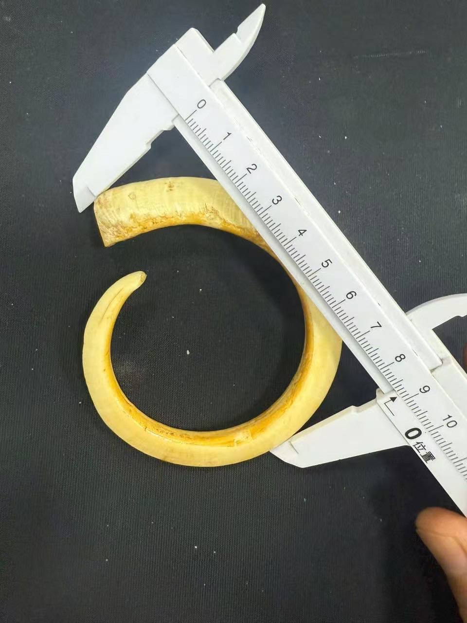 极品野猪牙一根