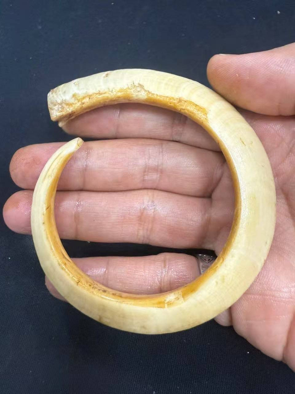 极品野猪牙一根