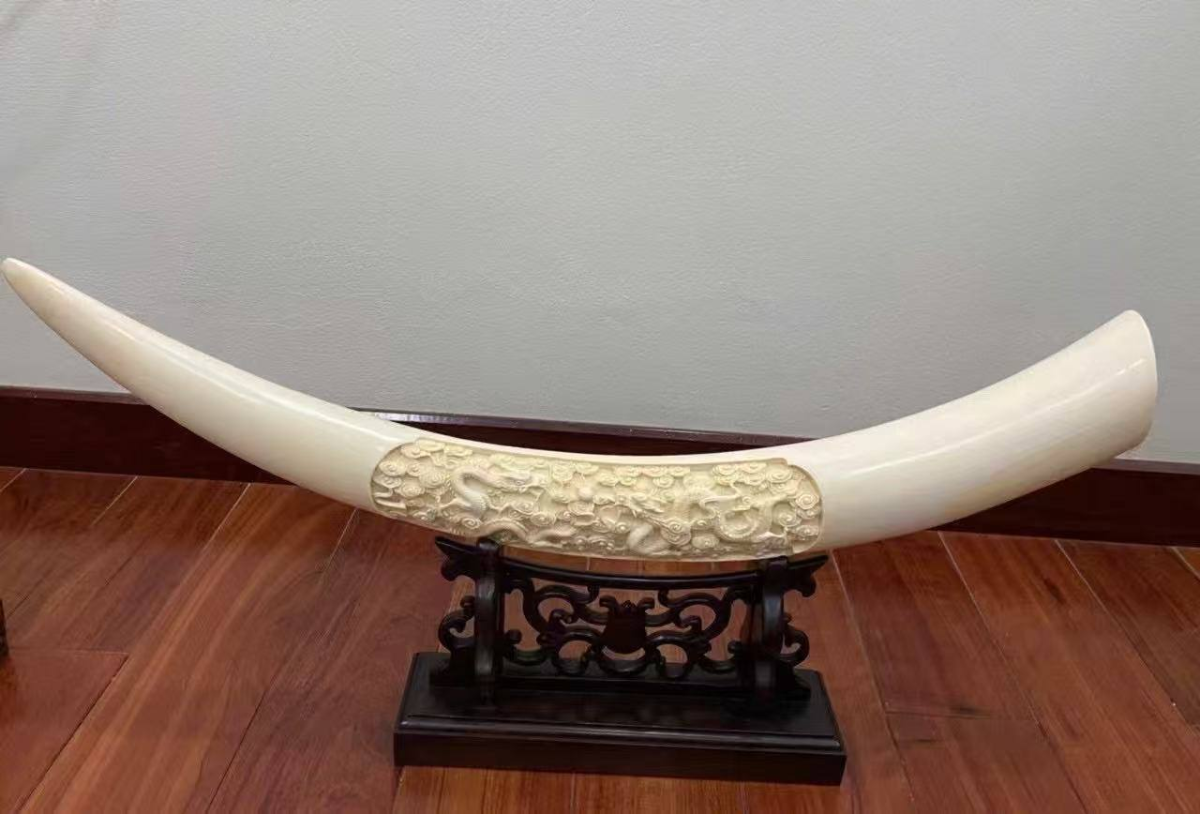 极品象牙一根