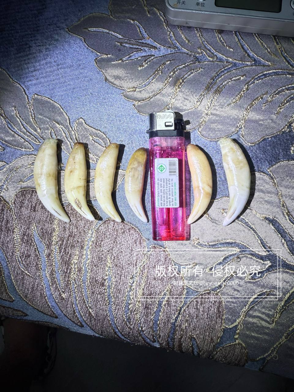 小虎牙