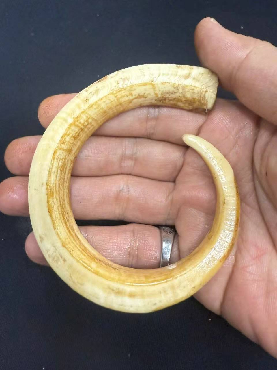 极品野猪牙一根