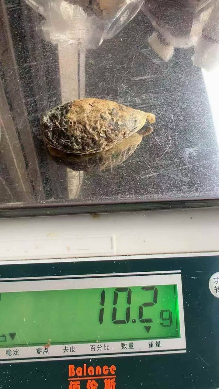 草果猪沙#药材