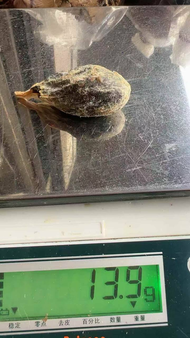 草果猪沙#药材
