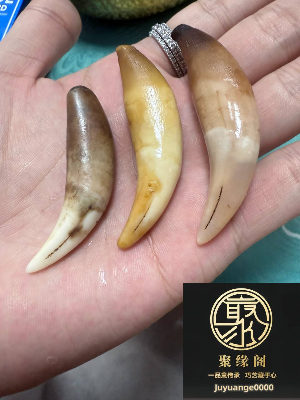 极品野生小虎牙三颗