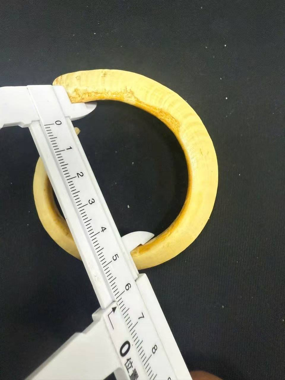 极品野猪牙一根
