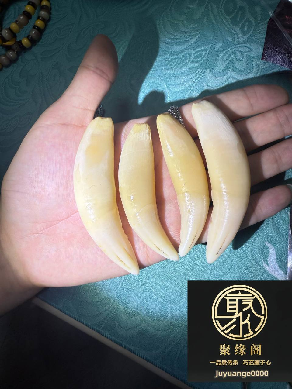 纯野生虎牙精品一套