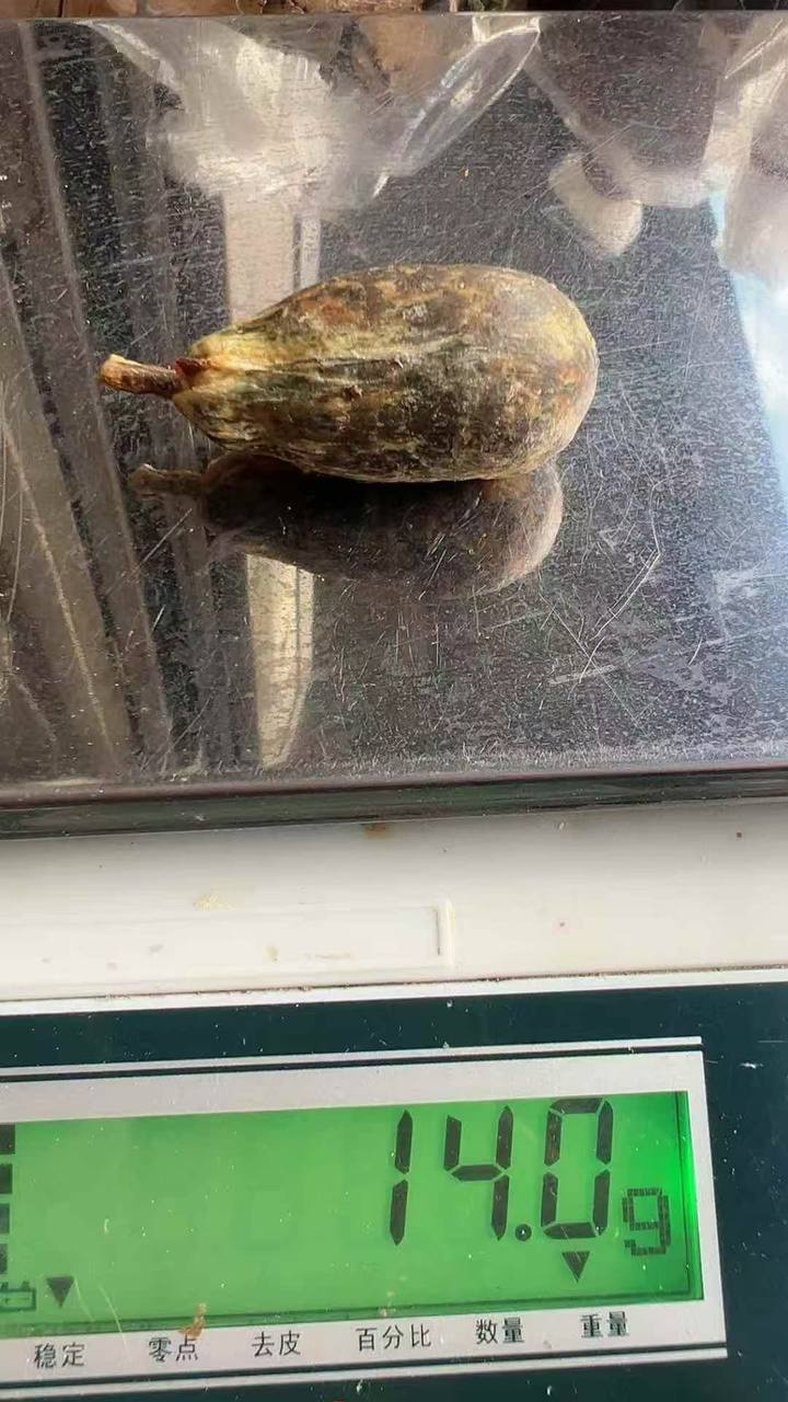 草果猪沙#药材