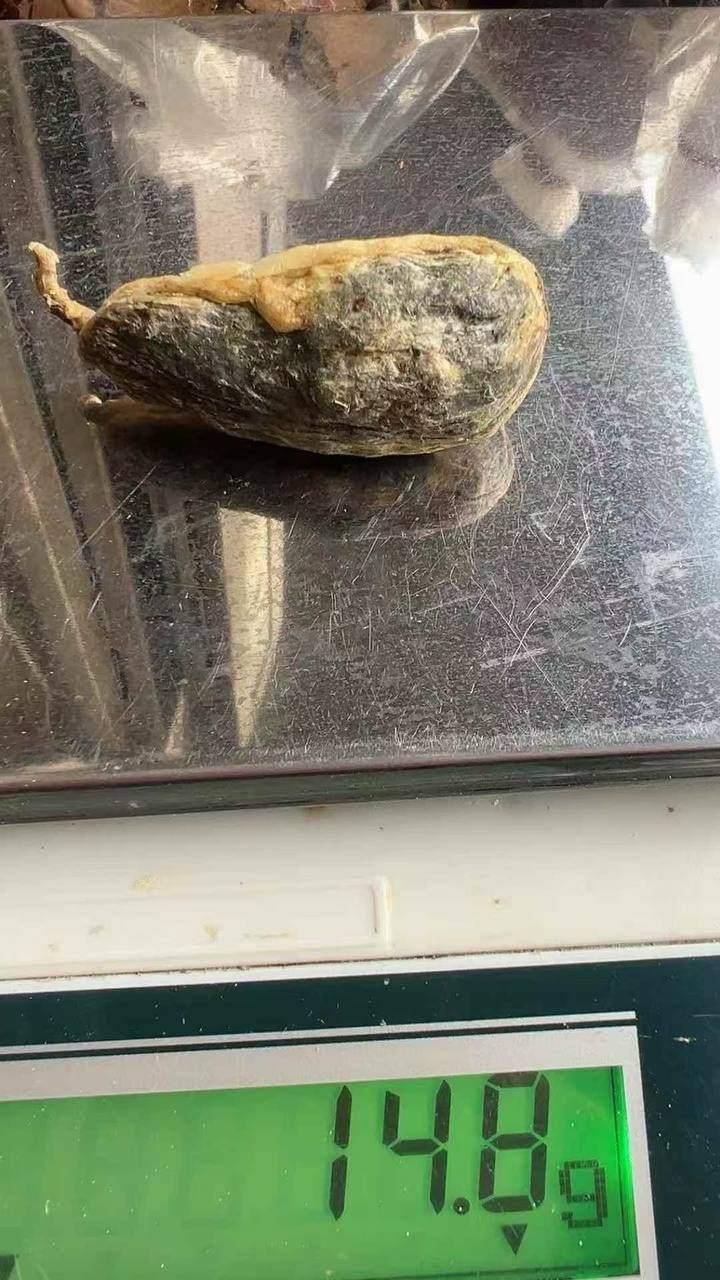 草果猪沙#药材