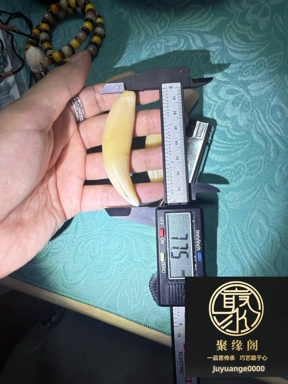 纯野生虎牙精品一套
