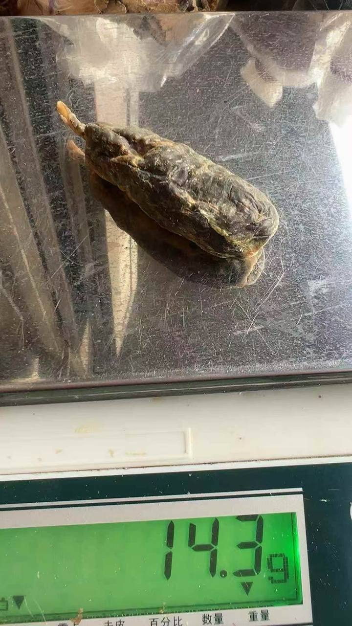 草果猪沙#药材