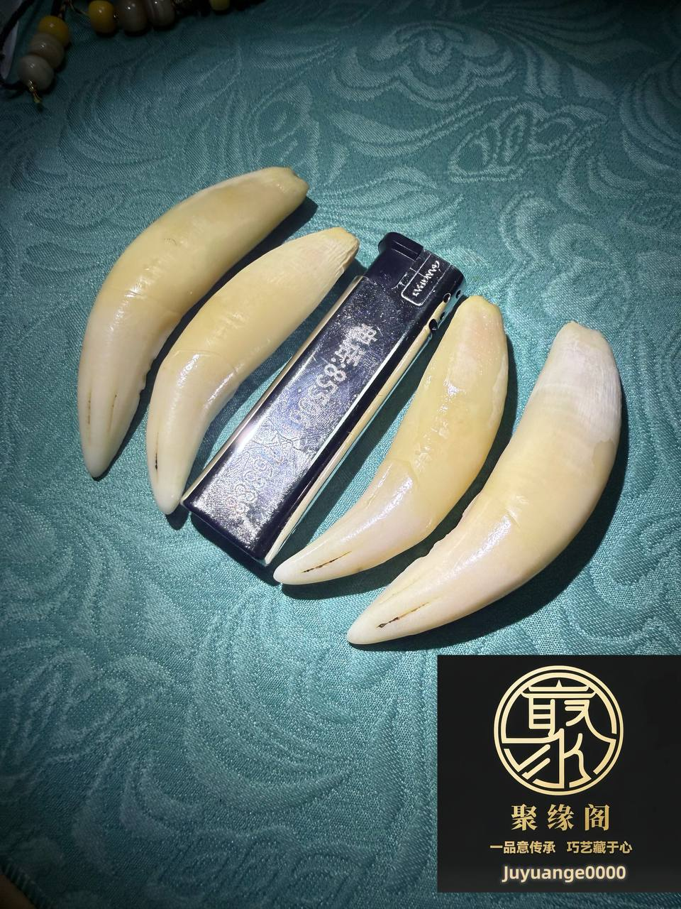 纯野生虎牙精品一套