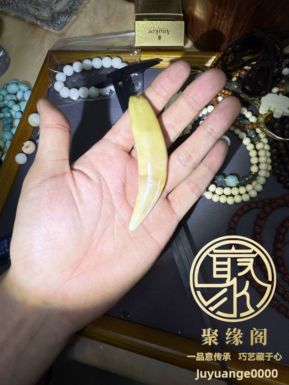 野生极品虎牙一颗