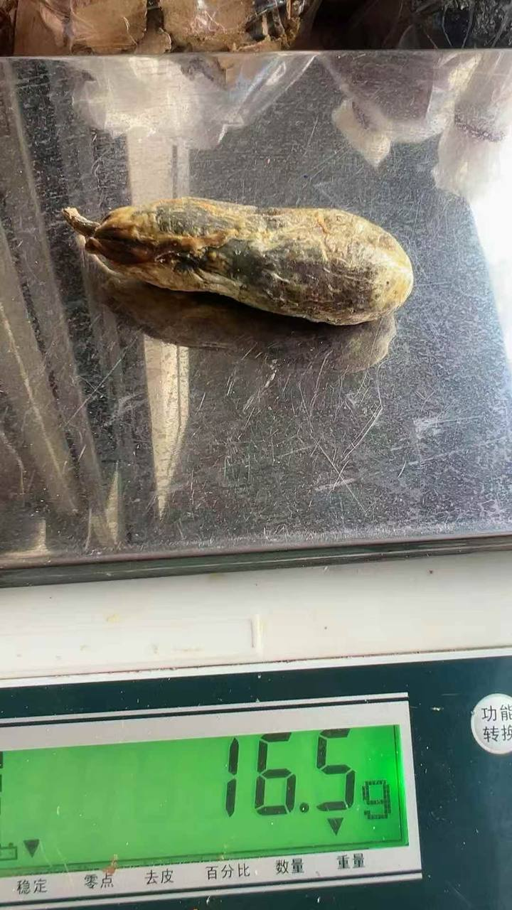 草果猪沙#药材