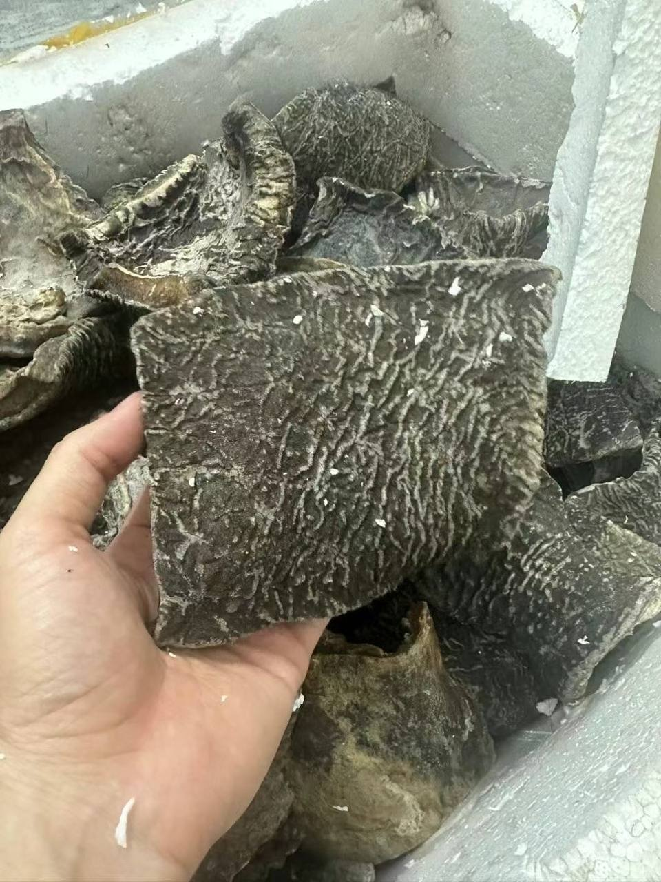 大象皮 药材