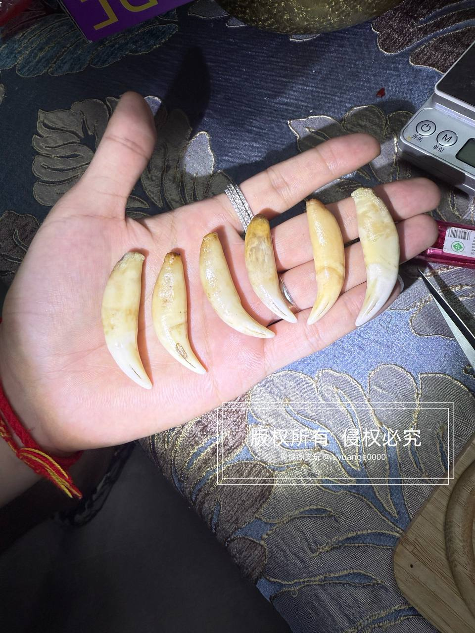 小虎牙
